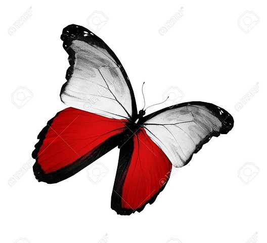 15759062-polish-flag-butterfly-flying-isolated-on-white-background